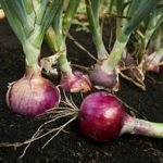 quercetine oignons rouges