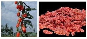 Baie de goji baie de goji