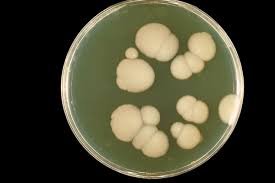 Candida Albicans, levure responsable de la Candidose