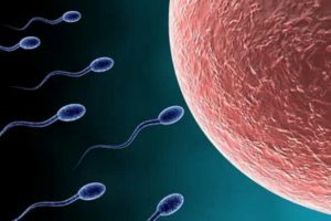 Manifestations de l'infertilité : absence de fécondation de l'ovocyte, absence d'un ou des deux gamètes, ...