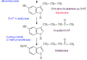 Structure chimique de la sérotonine et de la mélatonine