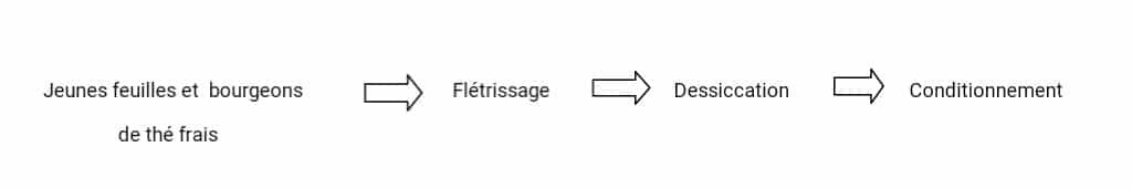 Processus de fabrication du thé blanc