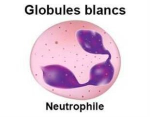 Neutropénie, baisse du nombre de neutrophiles dans le sang