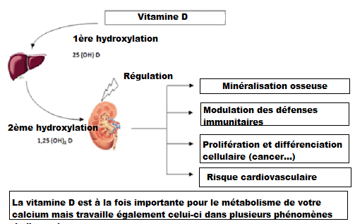 Les actions de la vitamine D contenue dans l'huile de foie de morue