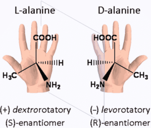 Les deux énantiomères de l'alanine : L-alanine et D-alanine