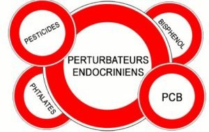 Les perturbateurs endocriniens imitent, bloquent ou changent les fonctions des hormones naturelles