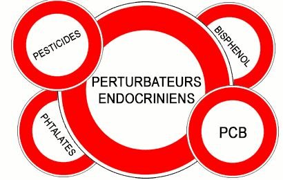 Perturbateurs endocriniens