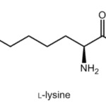 Lysine