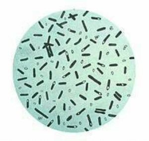Botulisme, une infection bactérienne due à la présence de Clostridium botulinum