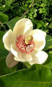L'honokiol a été isolé du Magnolia, une plante très utilisée dans la médecine traditionnelle orientale (japonaise et chinoise)