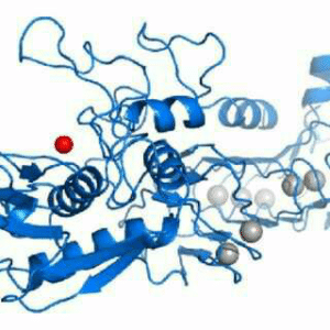 Serrapeptase