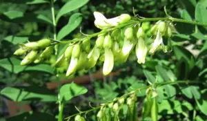 L'astragale, ou Astragalus membranaceus, appartient à la famille des Fabacées