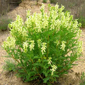 Astragalus membranaceus