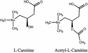 Différences entre carnitine et acétylcarnitine