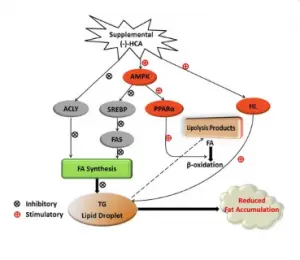 Actions de l'hydroxycitrate sur le métabolisme des lipides
