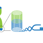 Telomerase