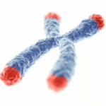 Telomere 2