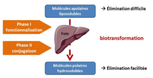 Curcumine libre : pourquoi est-elle la forme la plus active ? biotransformation