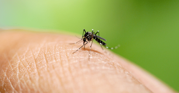 Dengue