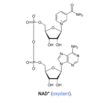 NAD+, forme oxydée du NAD