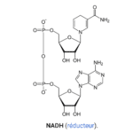NADH, forme réduite du NAD