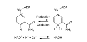 Dans les réactions d'oxydoréduction ou Redox, le NAD intervient comme accepteur d'électrons NAD+, ou bien comme donneur NADH