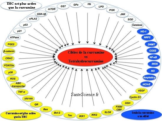 cibles de la curcumine