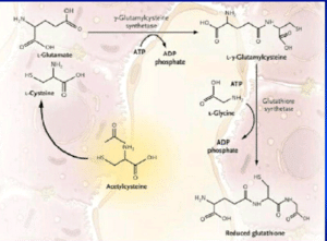 n-acétylcystéine