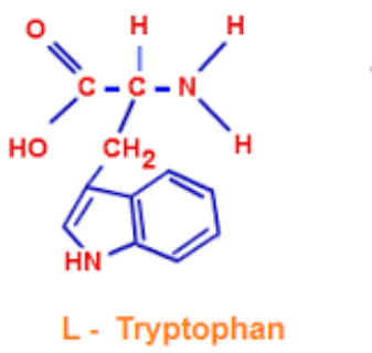 Tryptophane