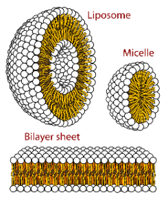 vitamine C liposomale et liposomes