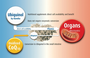 ubiquinol et ubiquinone