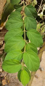 Gymnema sylvestris