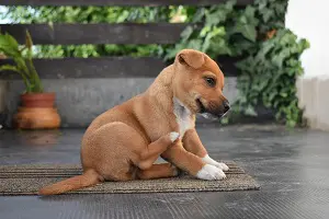 compléments alimentaires pour nos animaux