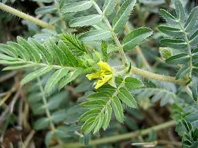 Tribulus terrestris (tribule terrestre)