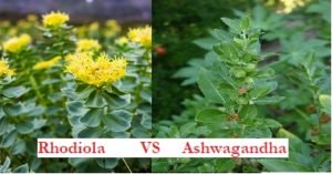 rhodiola et ashwagandha