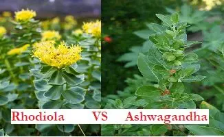 rhodiola et ashwagandha