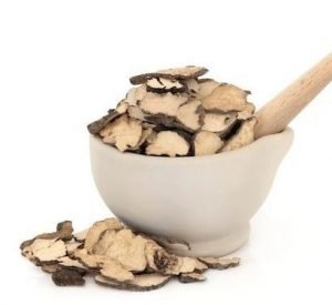 Champignons champignons médicinaux