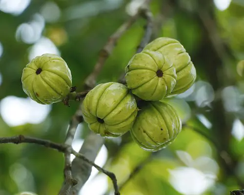 Garcinia bio