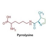 pyrrolysine