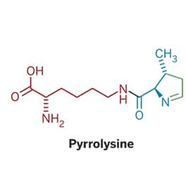 Pyrrolysine