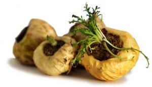 Maca bio du Pérou : Avis & Guide maca bio