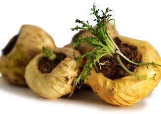 maca bio